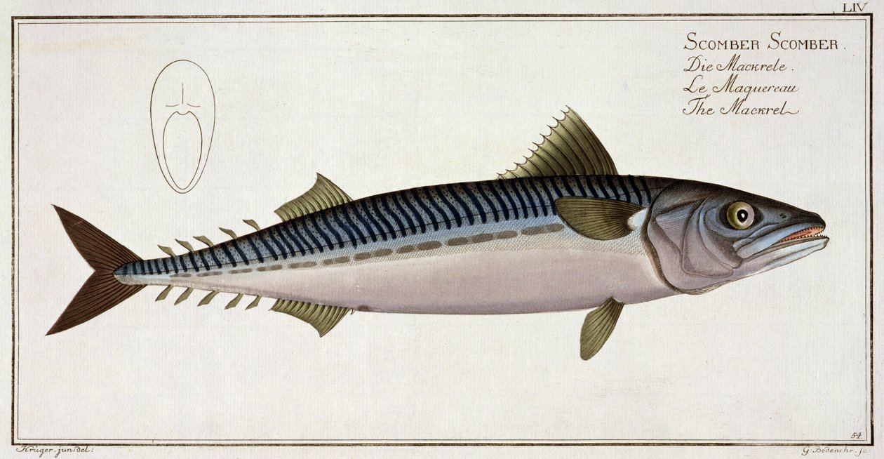 Makrela (Scomber Scomber) tablica LIV z "Ichthyologie, ou histoire naturelle generale et particuliere des poissons", autor Marcus Elieser Bloch (1723-99), rytował Gabriel Bodenehr (1673-1766), wyd. autorstwa Andreas-Ludwig Kruger
