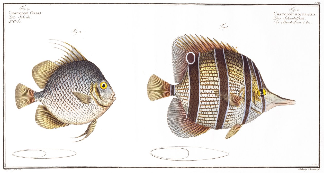 Orb fish: and Billed fish, opublikowane przez Black, c.1790 (druk) autorstwa Andreas Ludwig Kruger