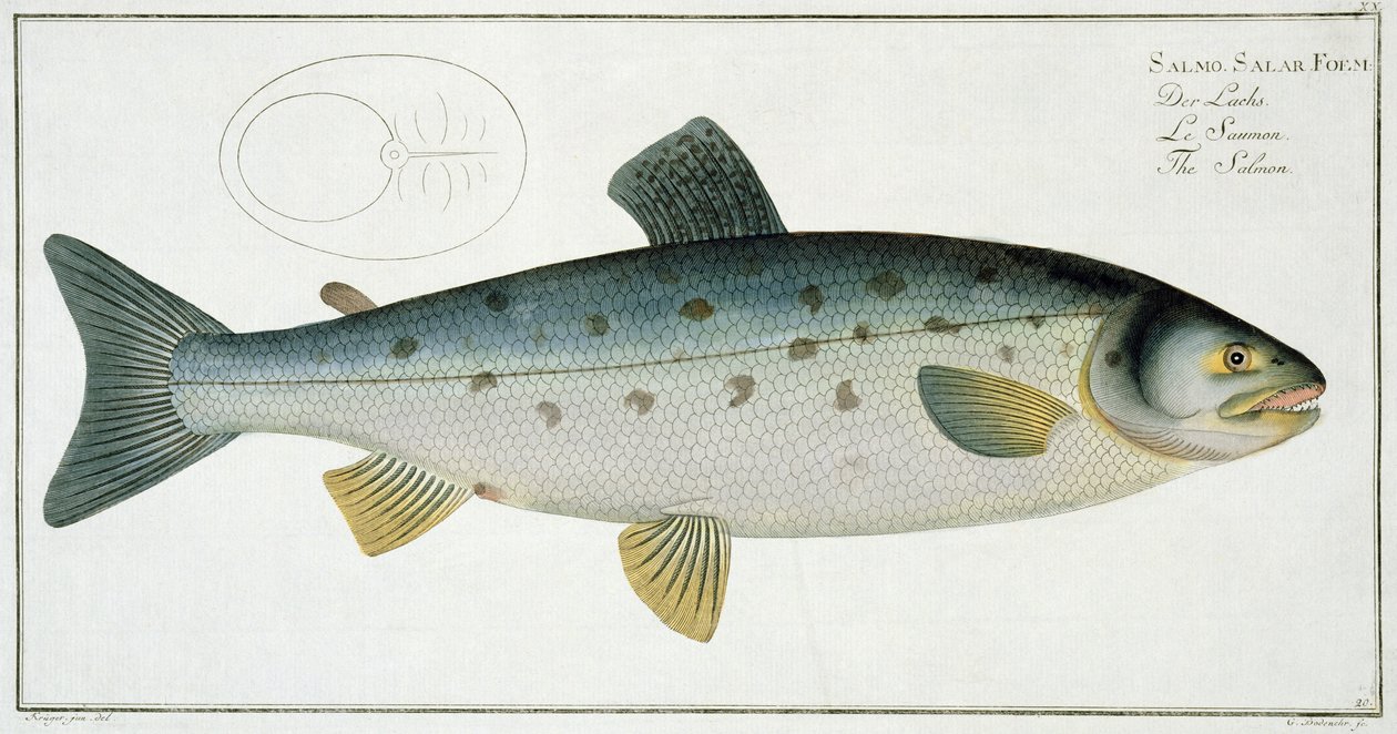 Łosoś (Salmo Salar) tablica XX z "Ichthyologie, ou histoire naturelle generale et particuliere des poissons", autorstwa Marcusa Eliesera Blocha (1723-99), z rycinami Gabriela Bodenehra (1673-1766), opublikowana ok. autorstwa Andreas Ludwig Kruger