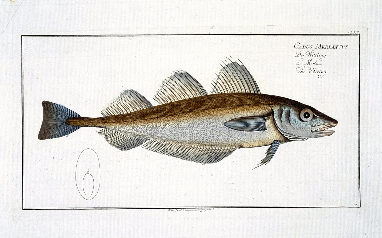 Witlinek (Gadus Merlangus) tabliczka LXV z 