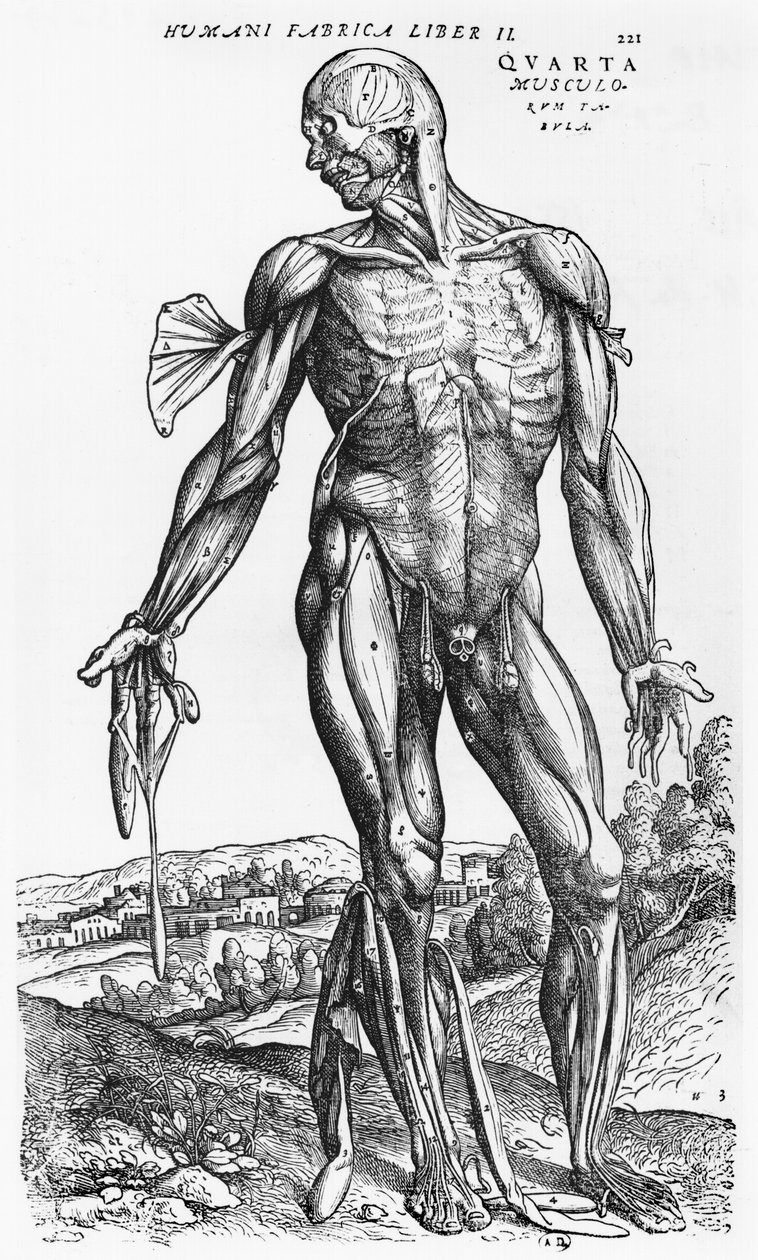 Studium anatomiczne, ilustracja z „De Humani Corporis Fabrica” Andreasa Starra (1514-64) Bazylea, 1543 autorstwa Andreas Vesalius