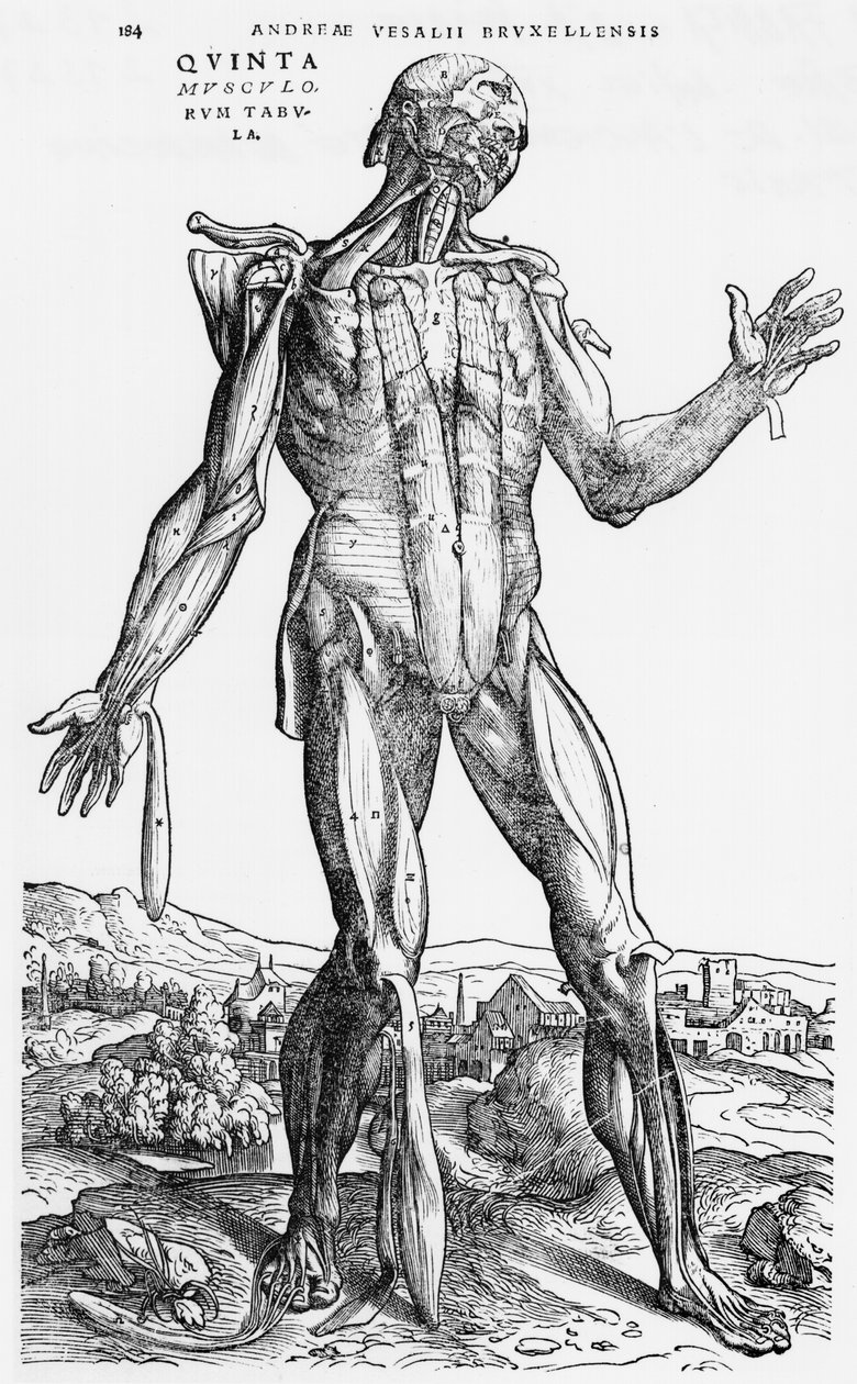 Studium anatomiczne, ilustracja z „De Humani Corporis Fabrica” Andreasa Starra (1514-64) Bazylea, 1543 autorstwa Andreas Vesalius