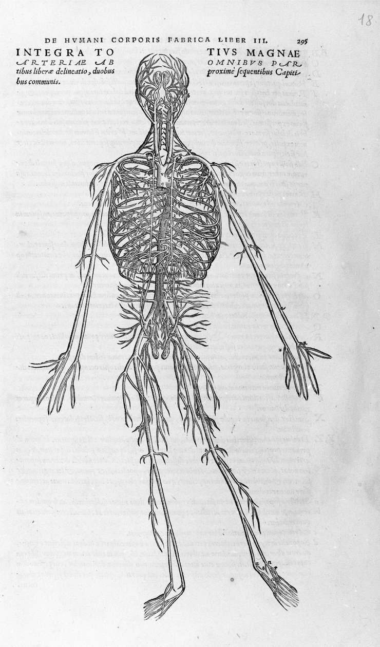 Andrea Vesalio (1514 - 1564), lekarz Karola V autorstwa Andreas Vesalius