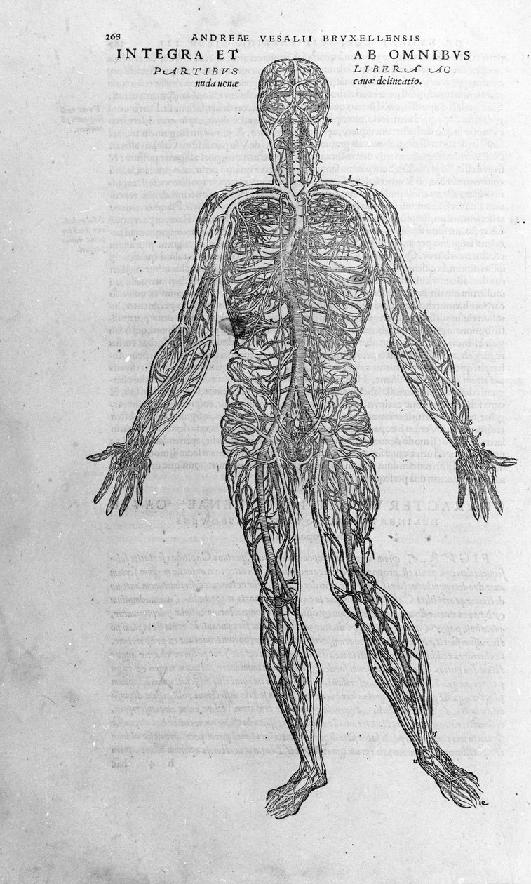 Andrea Vesalio (1514 - 1564), lekarz Karola V autorstwa Andreas Vesalius