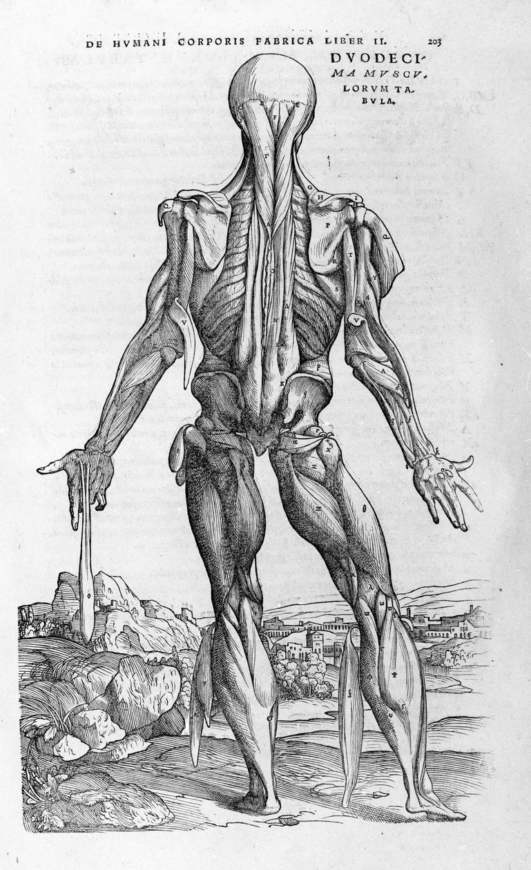 Andrea Vesalio (1514 - 1564), lekarz Karola V autorstwa Andreas Vesalius