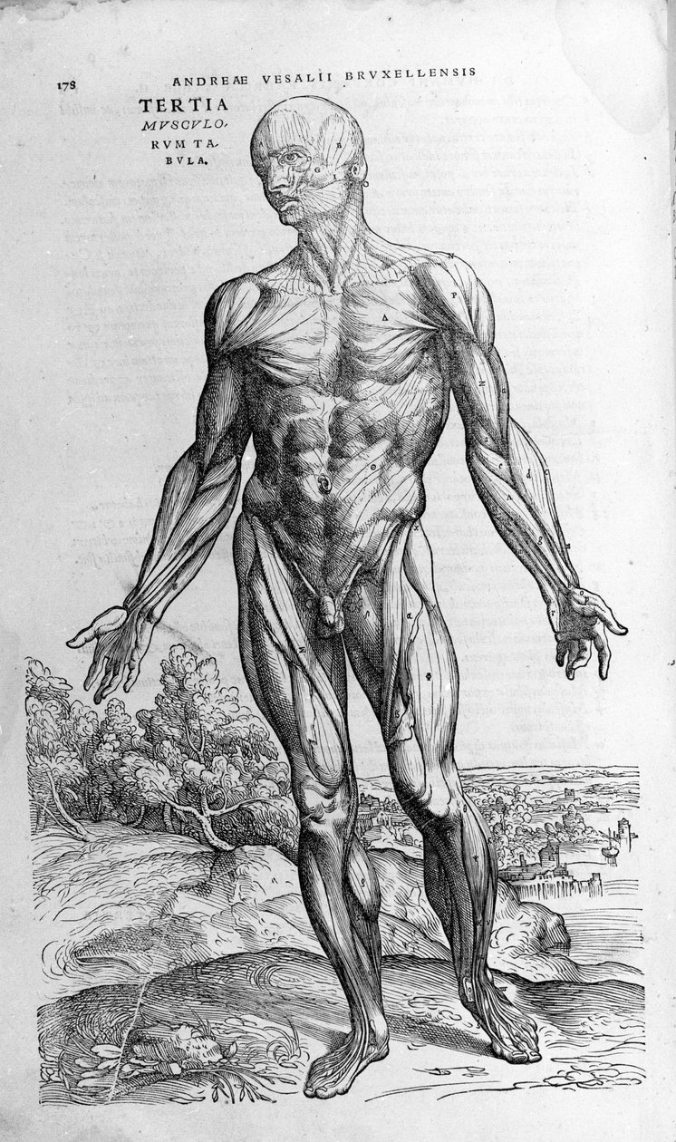 Andrea Vesalio (1514 - 1564), lekarz Karola V autorstwa Andreas Vesalius