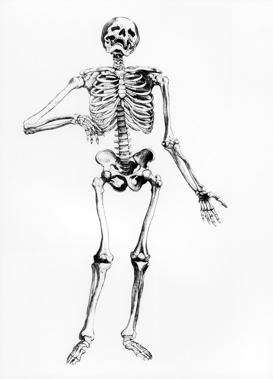 Szkielet człowieka autorstwa Andreas Vesalius