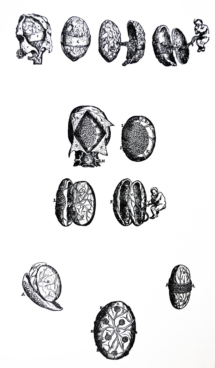 Tablice z V Księgi De Humani Corporis Fabrica autorstwa Andreas Vesalius