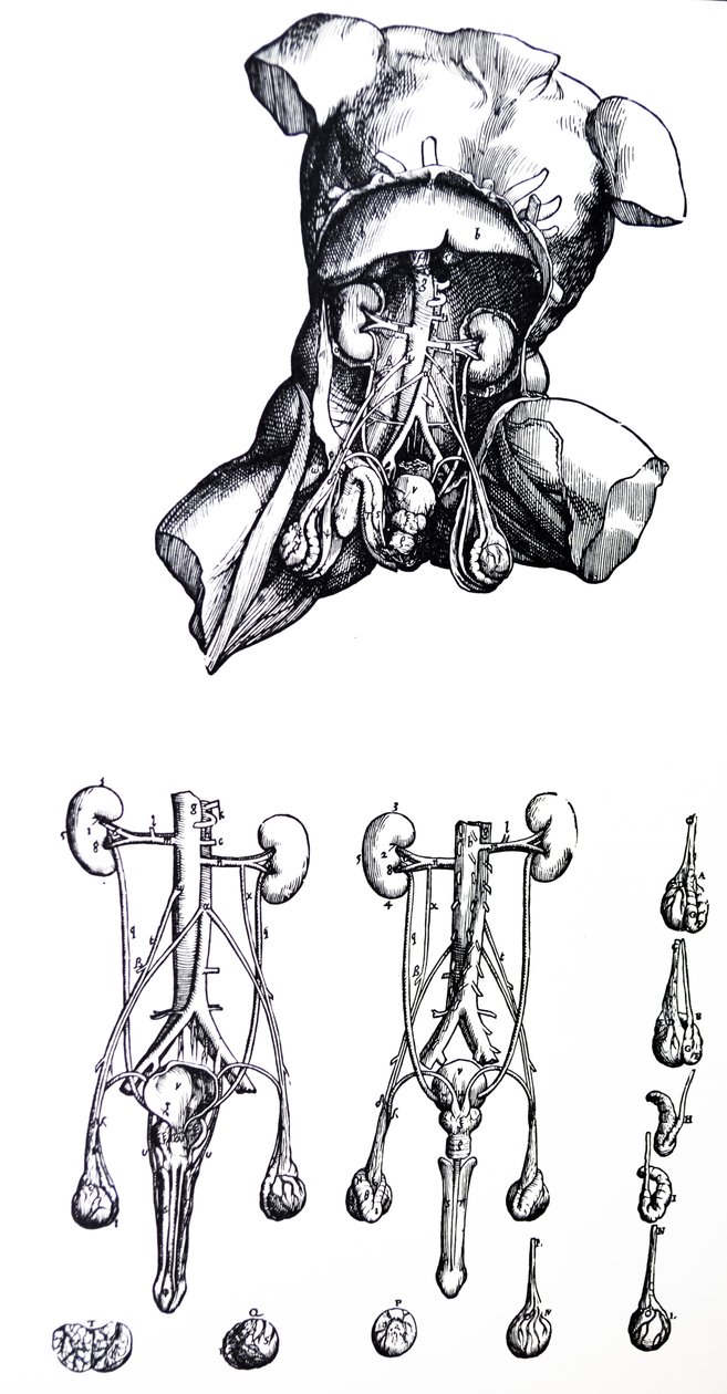 Tabliczki z piątej księgi De Humani Corporis Fabrica autorstwa Andreas Vesalius