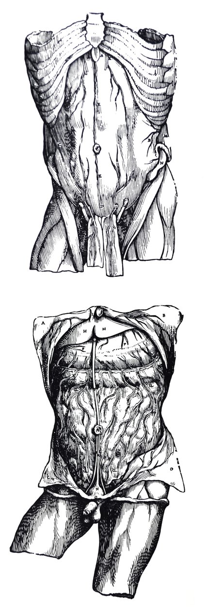 Tablice z V Księgi De Humani Corporis Fabrica autorstwa Andreas Vesalius