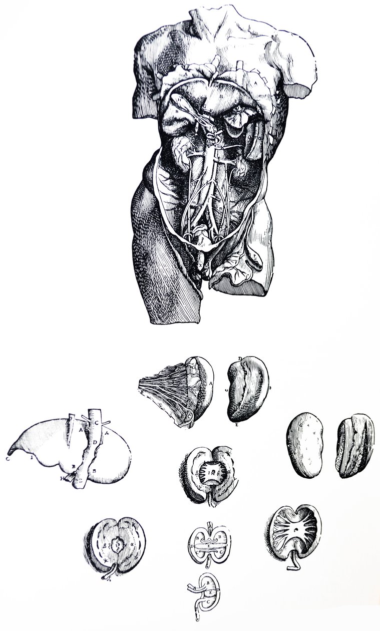 Tablice z V Księgi De Humani Corporis Fabrica autorstwa Andreas Vesalius