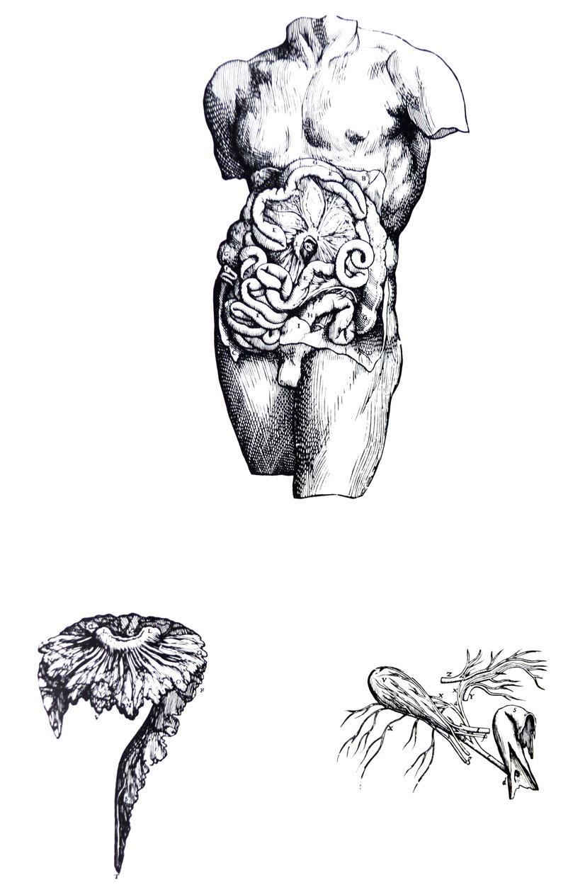 Tablice z V Księgi De Humani Corporis Fabrica autorstwa Andreas Vesalius