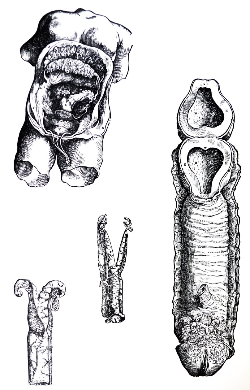 Tablice z V Księgi De Humani Corporis Fabrica autorstwa Andreas Vesalius