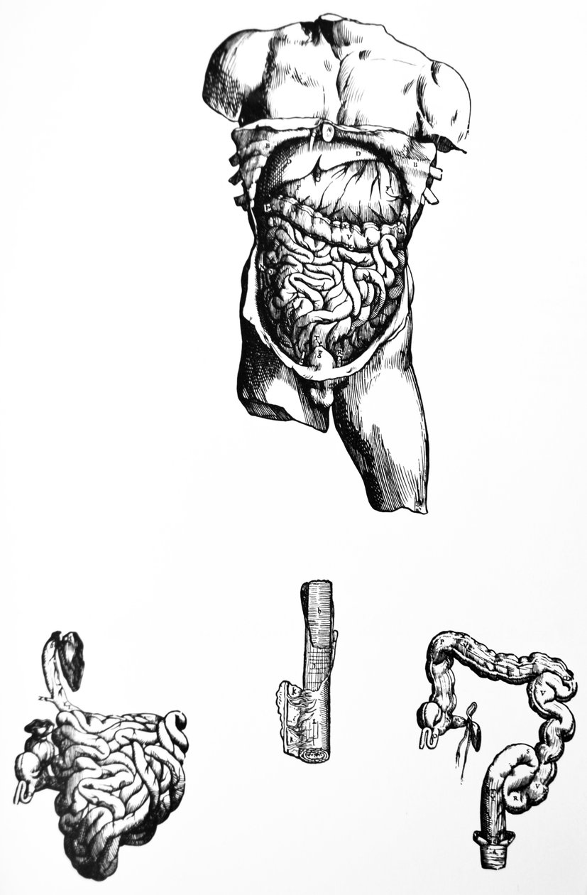 Tabliczki z piątej księgi De Humani Corporis Fabrica autorstwa Andreas Vesalius