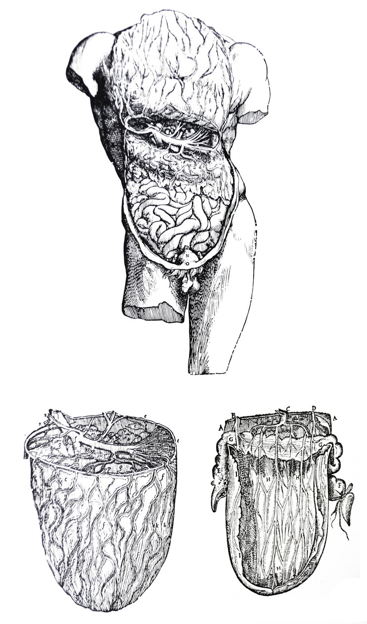 Tablice z V Księgi De Humani Corporis Fabrica autorstwa Andreas Vesalius