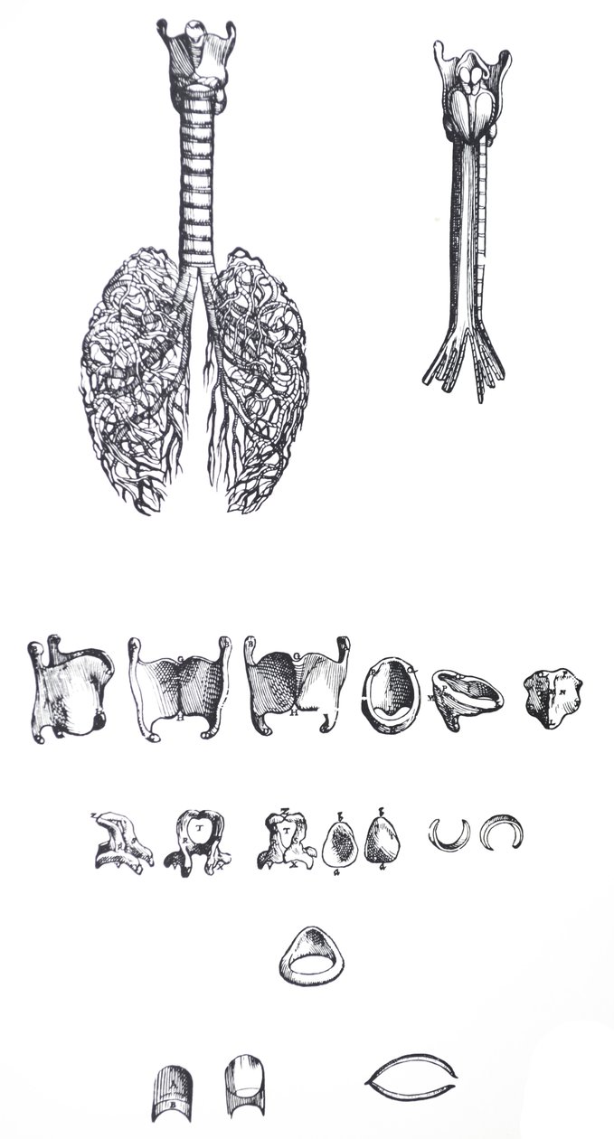Płyty z I Księgi De Humani Corporis Fabrica autorstwa Andreas Vesalius
