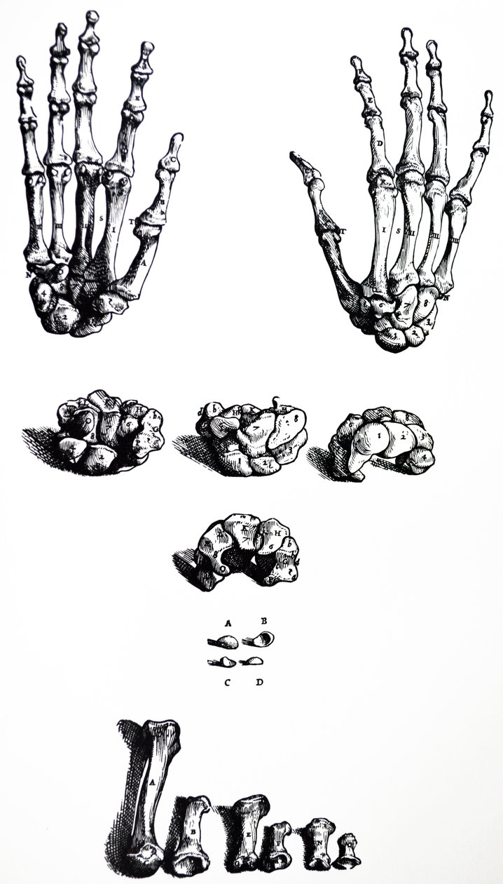 Płyty z I Księgi De Humani Corporis Fabrica autorstwa Andreas Vesalius