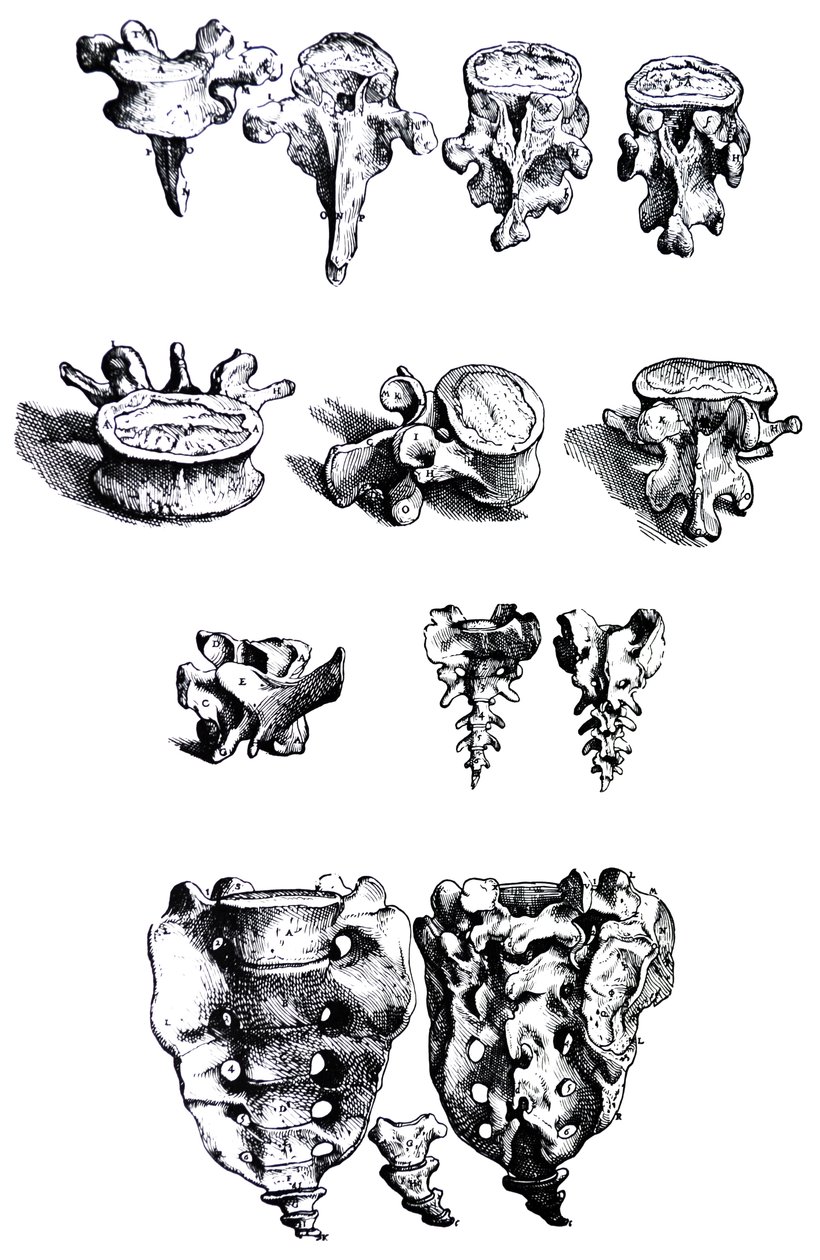 Płyty z I Księgi De Humani Corporis Fabrica autorstwa Andreas Vesalius