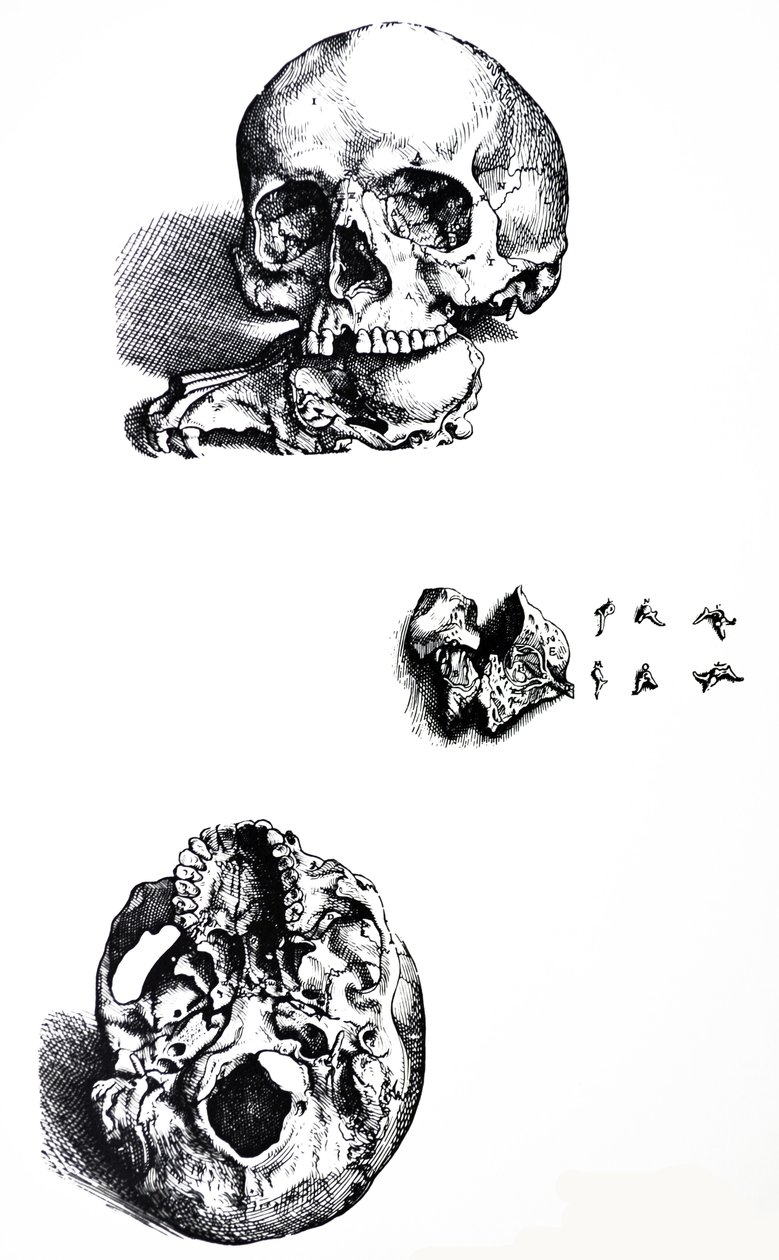 Płyty z I Księgi De Humani Corporis Fabrica autorstwa Andreas Vesalius