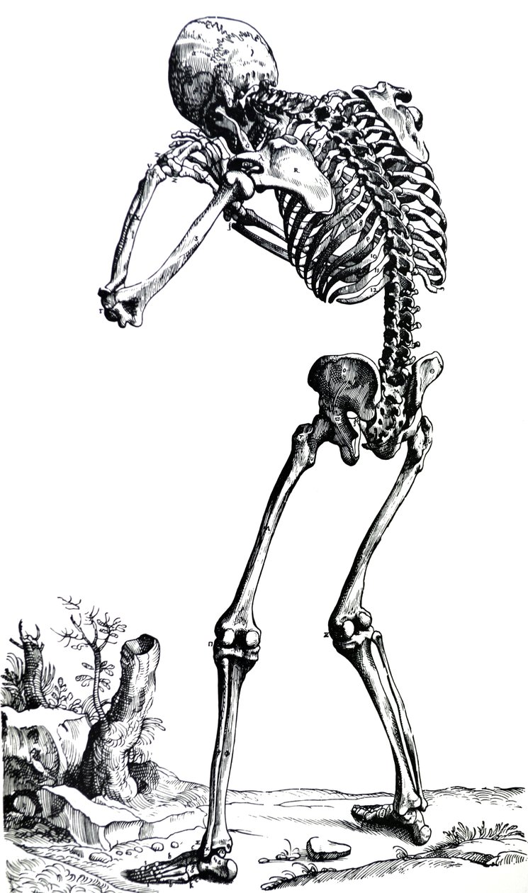 Płyty z I Księgi De Humani Corporis Fabrica autorstwa Andreas Vesalius