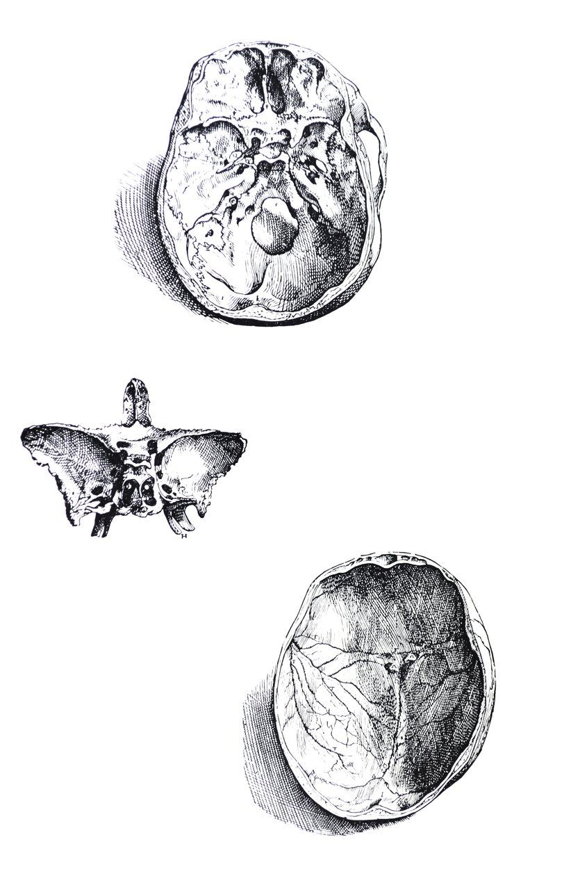 Płyty z I Księgi De Humani Corporis Fabrica autorstwa Andreas Vesalius