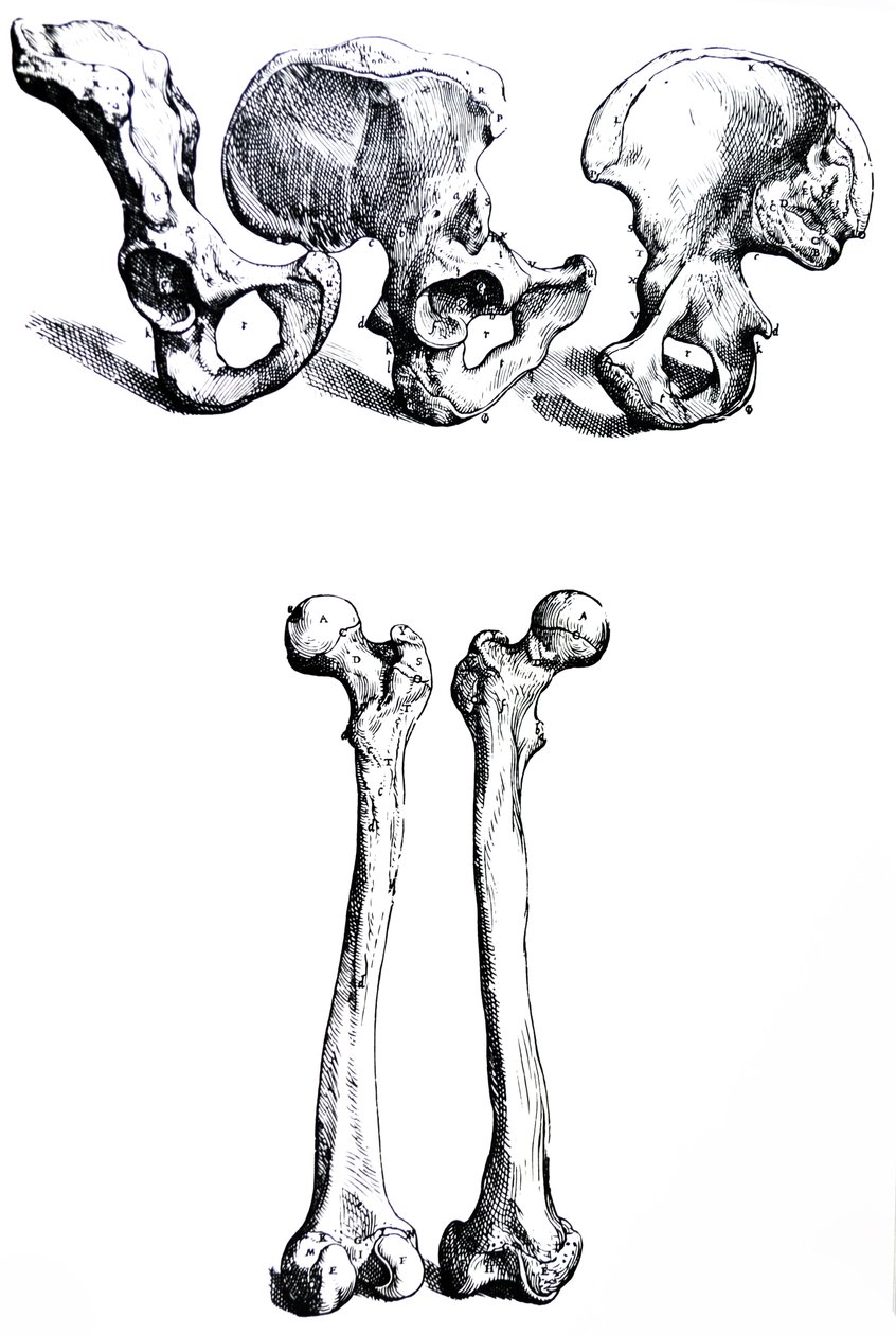Płyty z I Księgi De Humani Corporis Fabrica autorstwa Andreas Vesalius