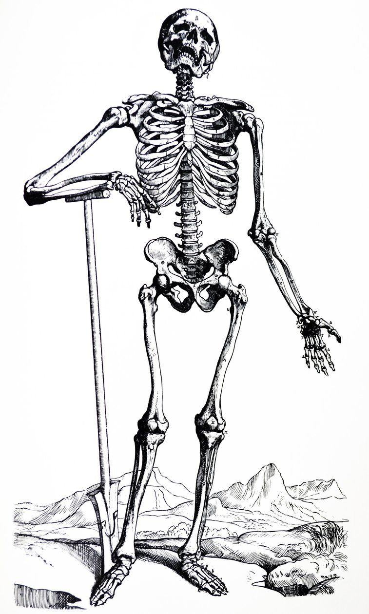 Płyty z I Księgi De Humani Corporis Fabrica autorstwa Andreas Vesalius
