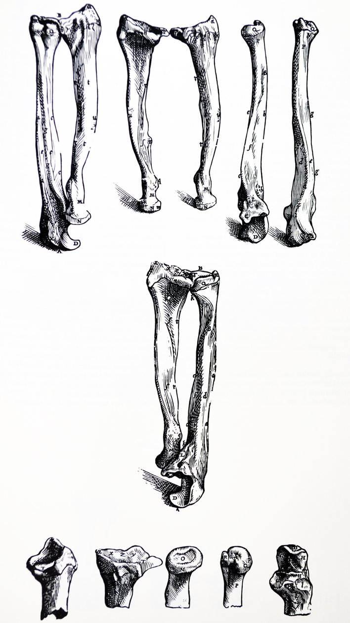 Płyty z I Księgi De Humani Corporis Fabrica autorstwa Andreas Vesalius