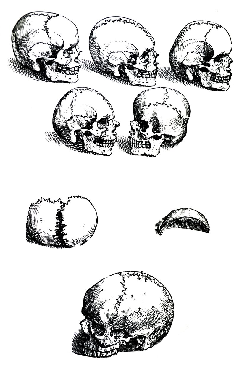Płyty z pierwszej księgi De Humani Corporis Fabrica autorstwa Andreasa Vesaliusa (1514-1564) autorstwa Andreas Vesalius
