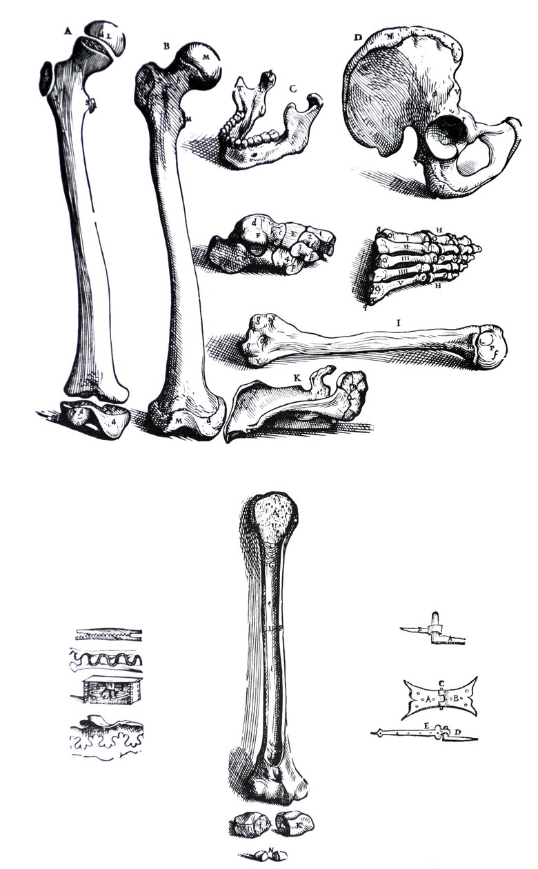 Plansze z pierwszej księgi De Humani Corporis Fabrica Andreasa Vesaliusa, (1514-1564) autorstwa Andreas Vesalius