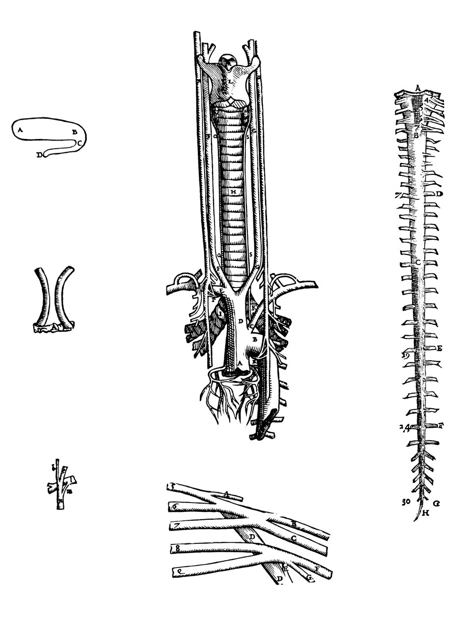 Tabliczki z czwartej księgi De Humani Corporis Fabrica autorstwa Andreas Vesalius