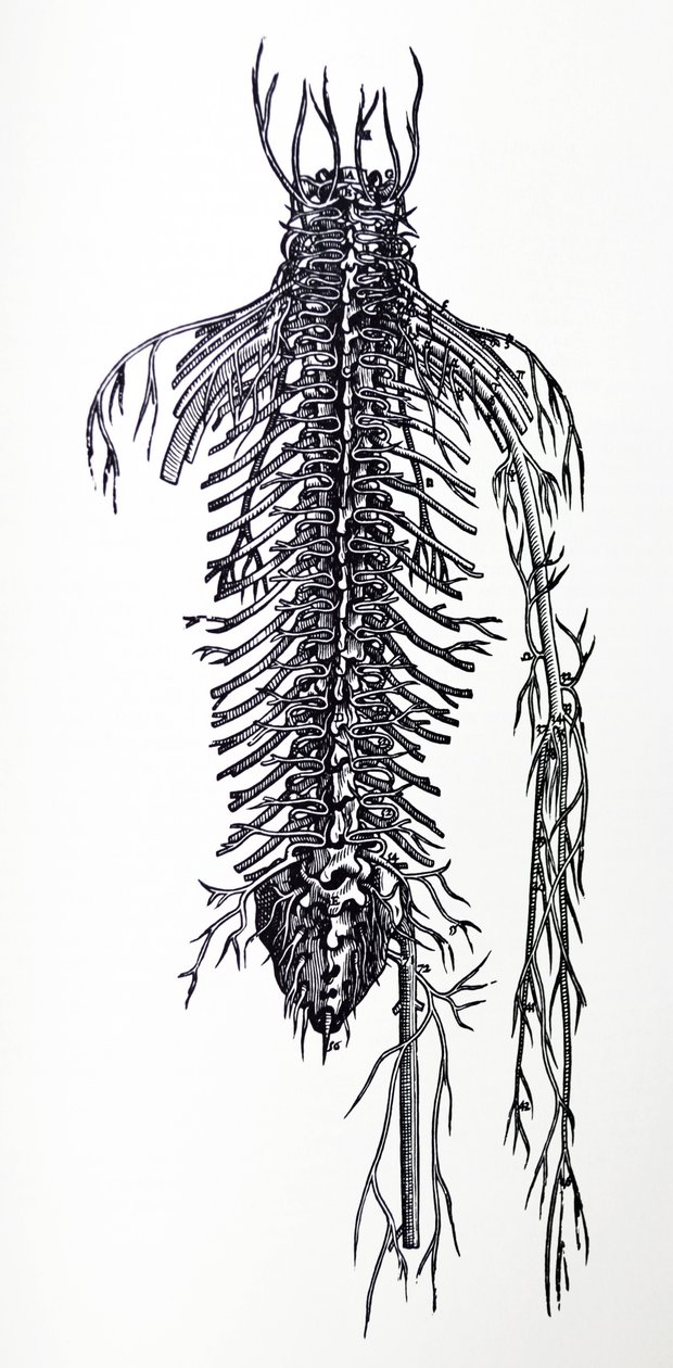 De Humani Corporis Fabricapoli-ийн 4-р номны ялтсууд autorstwa Andreas Vesalius