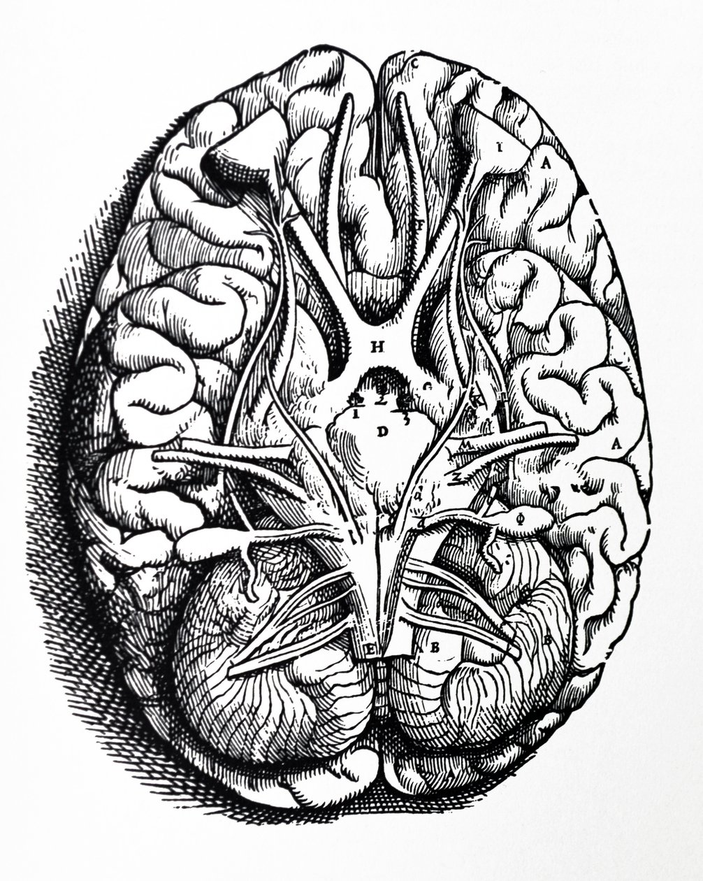 Tablice z IV Księgi De Humani Corporis Fabrica autorstwa Andreas Vesalius