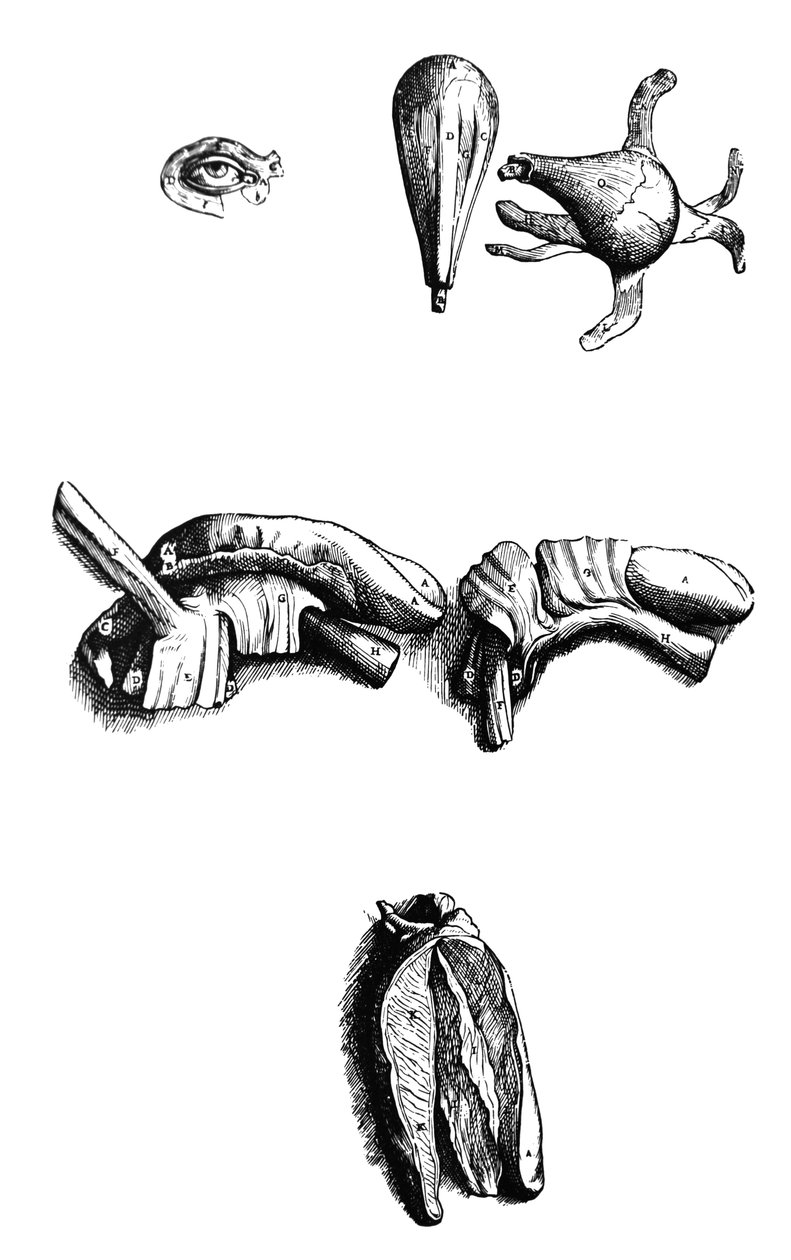 Płyty z II Księgi De Humani Corporis Fabrica autorstwa Andreas Vesalius