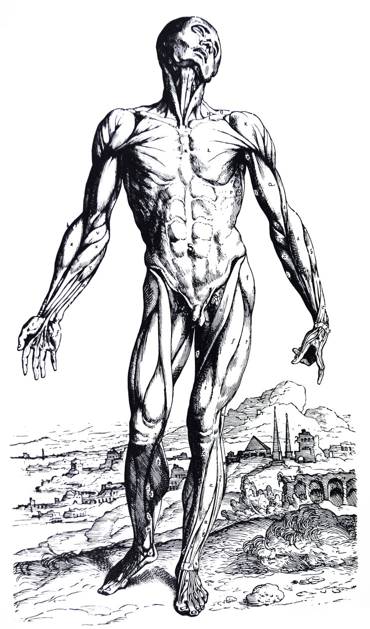 Płyty z II Księgi De Humani Corporis Fabrica autorstwa Andreas Vesalius