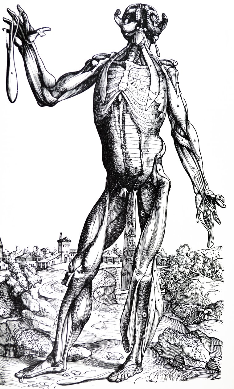 Płyty z II Księgi De Humani Corporis Fabrica autorstwa Andreas Vesalius
