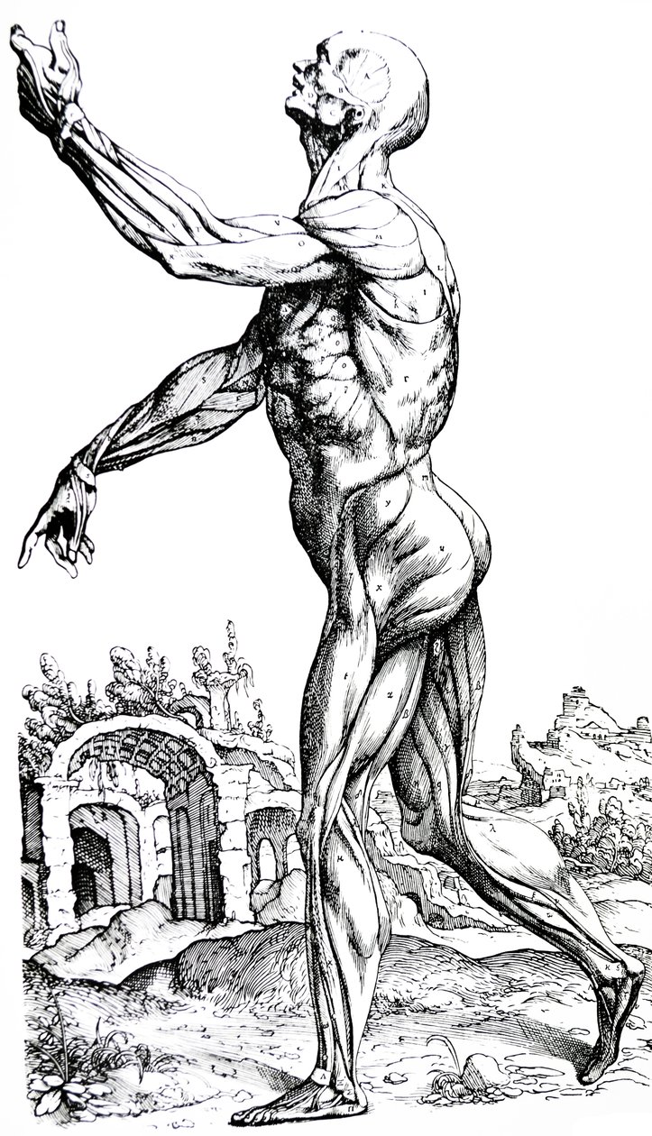 Płyty z II Księgi De Humani Corporis Fabrica autorstwa Andreas Vesalius