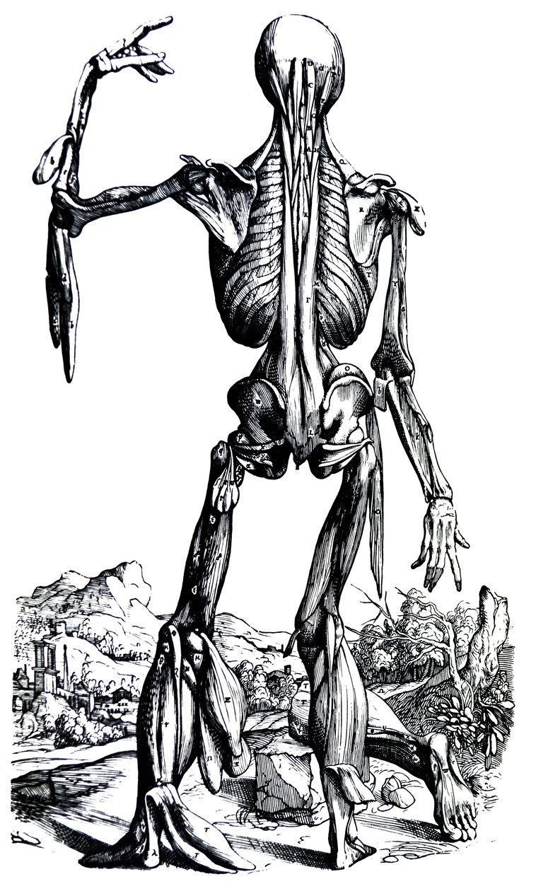Tabliczki z drugiej księgi De Humani Corporis Fabrica autorstwa Andreas Vesalius