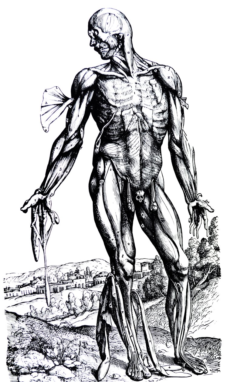 Płyty z II Księgi De Humani Corporis Fabrica autorstwa Andreas Vesalius