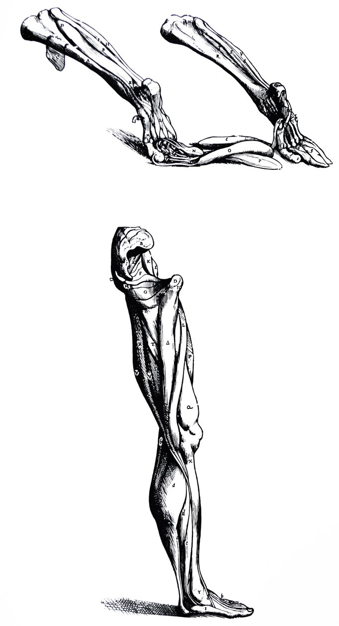 Płyty z II Księgi De Humani Corporis Fabrica autorstwa Andreas Vesalius