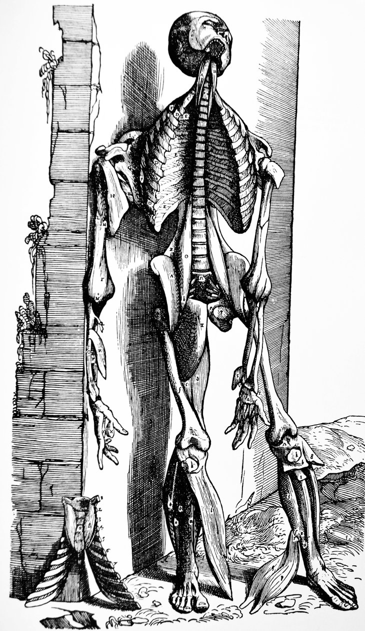 Płyty z II Księgi De Humani Corporis Fabrica autorstwa Andreas Vesalius