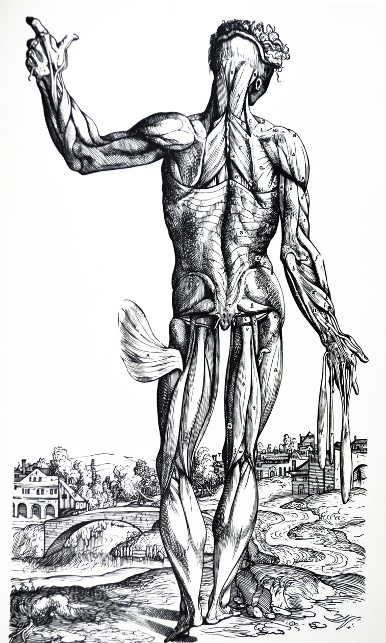 Płyty z II Księgi De Humani Corporis Fabrica autorstwa Andreas Vesalius