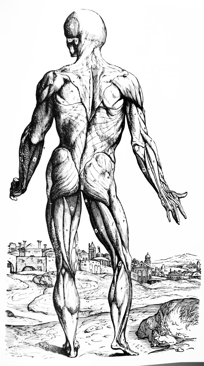 Tabliczki z drugiej księgi De Humani Corporis Fabrica autorstwa Andreas Vesalius