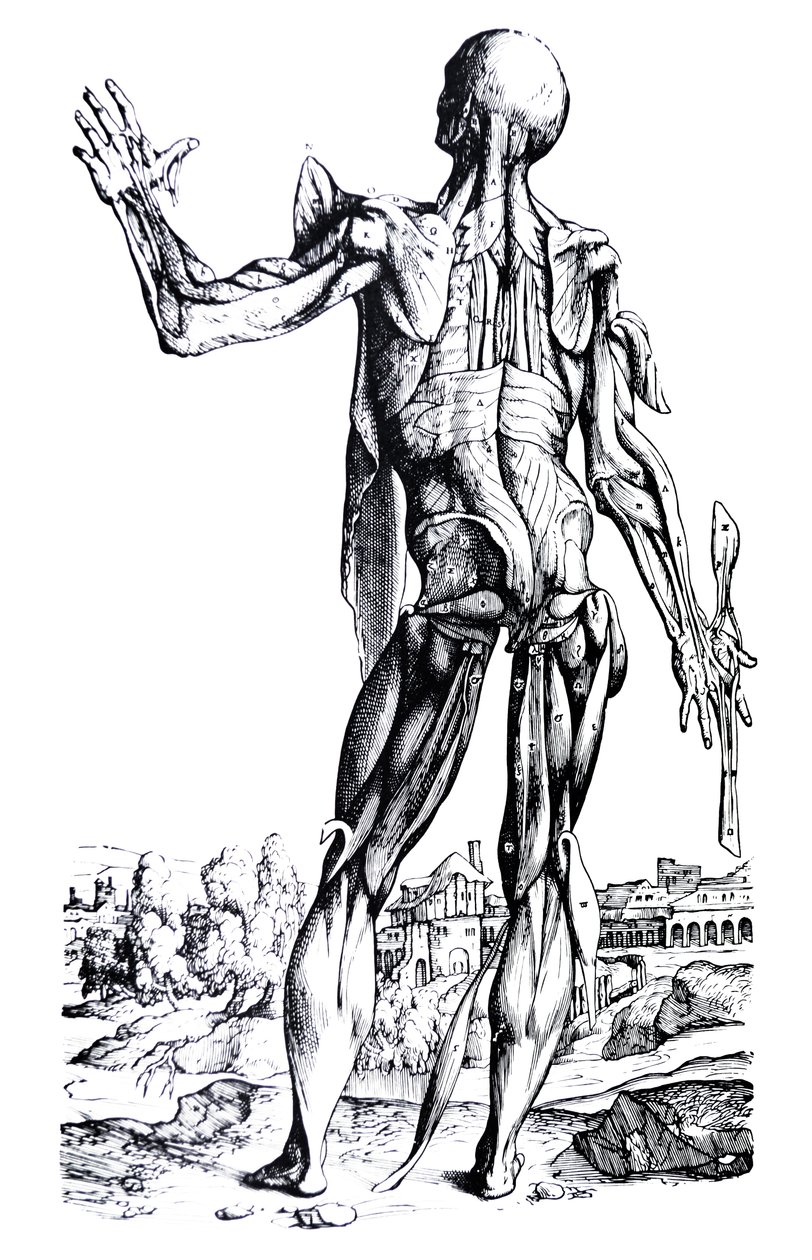 Płyty z II Księgi De Humani Corporis Fabrica autorstwa Andreas Vesalius