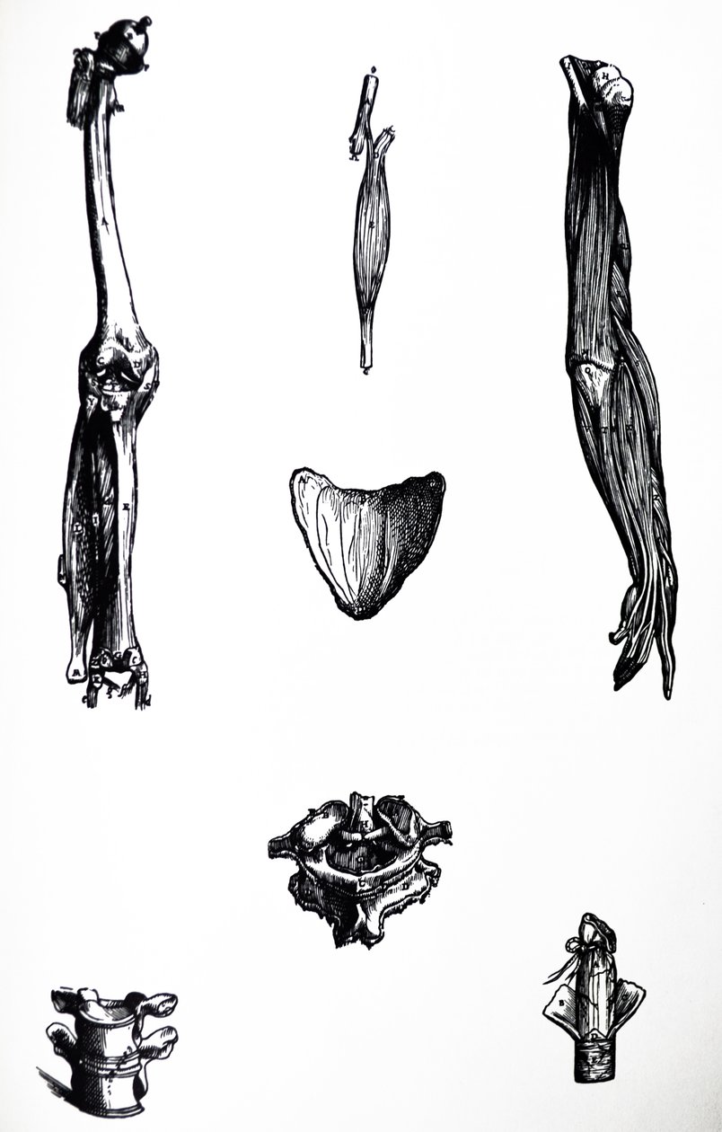 Płyty z II Księgi De Humani Corporis Fabrica autorstwa Andreas Vesalius