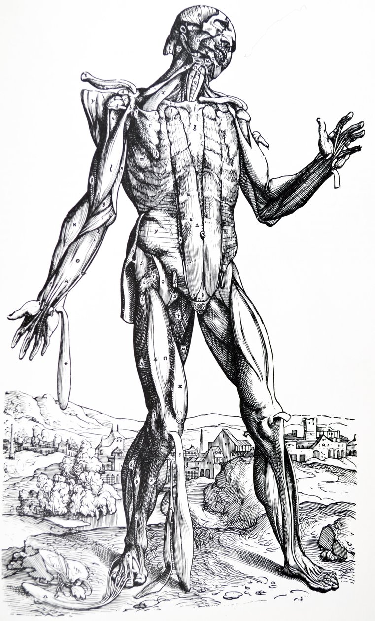 Płyty z II Księgi De Humani Corporis Fabrica autorstwa Andreas Vesalius