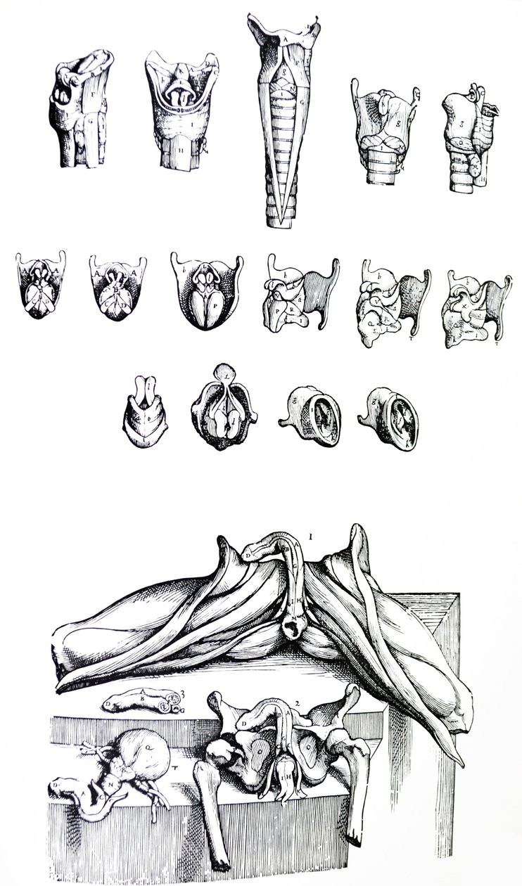Płyty z II Księgi De Humani Corporis Fabrica autorstwa Andreas Vesalius