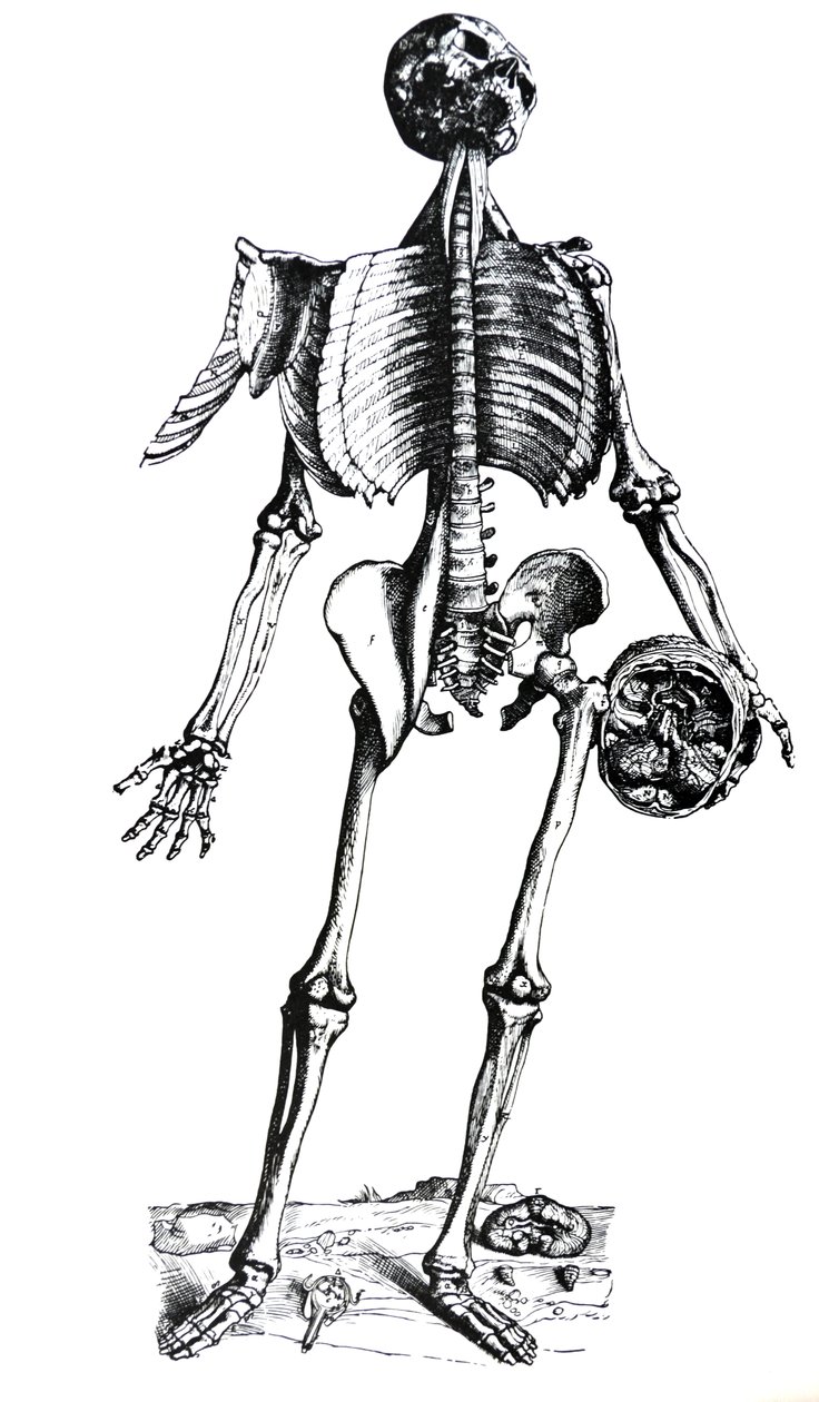 Płyty z siódmej księgi De Humani Corporis Fabrica autorstwa Andreas Vesalius
