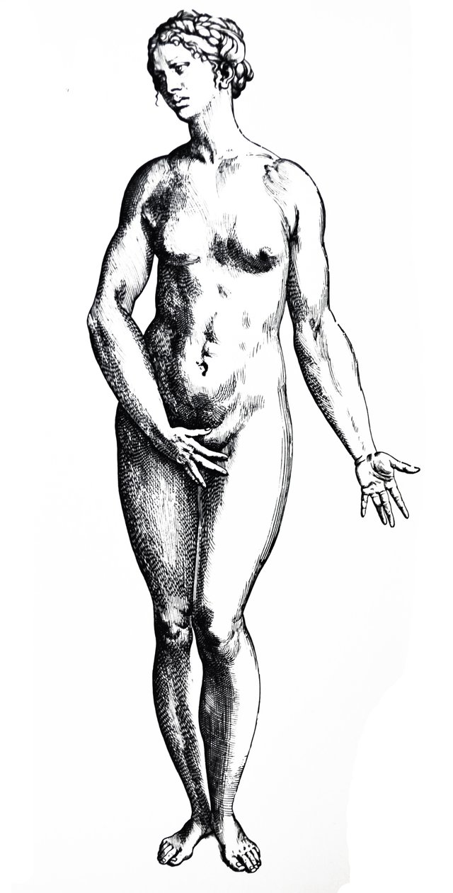 Płyty z siódmej księgi De Humani Corporis Fabrica autorstwa Andreas Vesalius