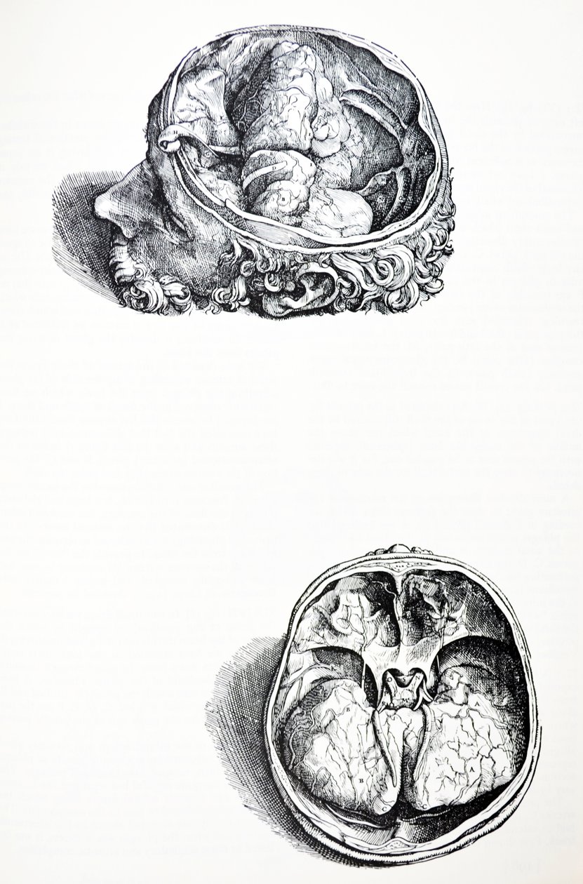 Płyty z siódmej księgi De Humani Corporis Fabrica autorstwa Andreas Vesalius